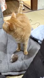 az1W6Pq460svav1.webm