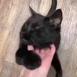 aL0xg9v460svav1.webm