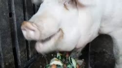 pig.mp4