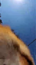 Dixiedo fox runs away with my phone. Tries to bury it.mp4