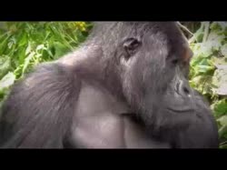 123445343545654654.mp4