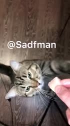 158942887127952250404x720.webm