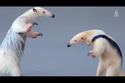 コアリクイ同士ののんびりバトル。威嚇する姿がかわいいよ。 - FUNDO2.webm