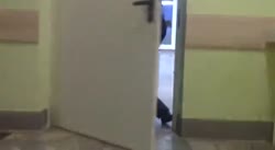 не  дают смотреть ласку.webm