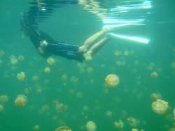 SnorkelingwithJellyfish.jpg