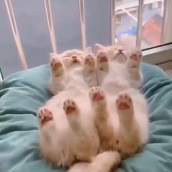 1593594123223390536480x480.mp4