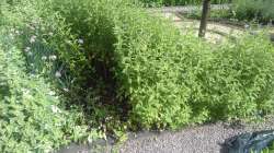 IMG20200703161042.jpg