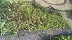 IMG20200703162348.jpg