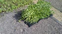 IMG20200703162356.jpg