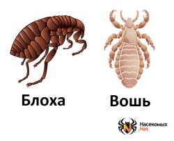 bloha-i-vosh-v-chem-otlichie.jpg