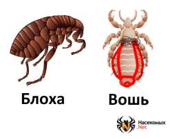 вошь-залупа.jpg