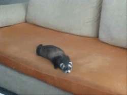 1594241578925.gif