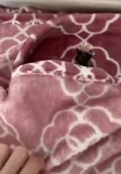 1595510854213110737448x640.webm