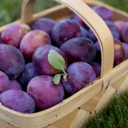 IMG5861picking-plums-600x600.jpg