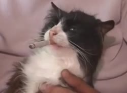 tmpnqucxbbs.mp4