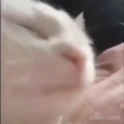 QkgzXVx9cXwL.mp4
