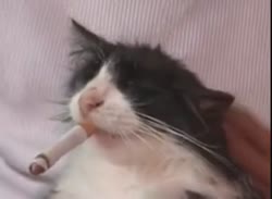 tmpnqucxbbs.mp4
