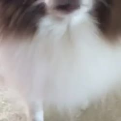16073516897530.webm