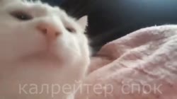 калрейтер в треде.mp4