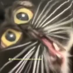 15949045116690.mp4