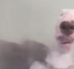 241.mp4