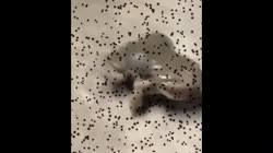 15916507003860.webm
