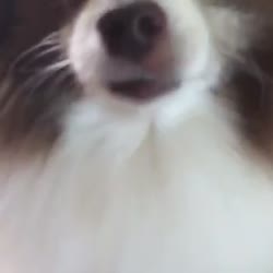 1608084680865.webm