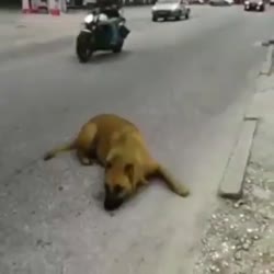 15990129962912.mp4