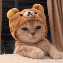 image0.png