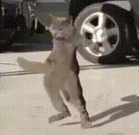 1468254755079.gif