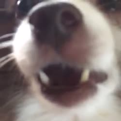 1608437099646.webm