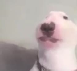 241.mp4