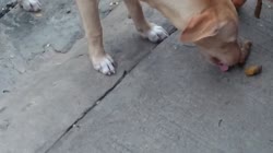 16159291346110.mp4