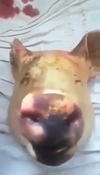 16159189574200.mp4