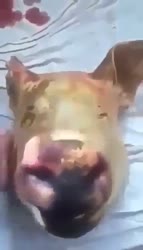 16159189574200.mp4