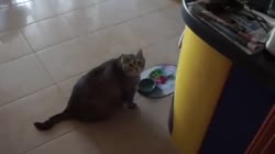 16164275539482.mp4