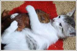catsandsquirell06.jpg