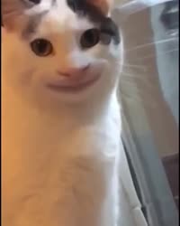 15705647194540.mp4