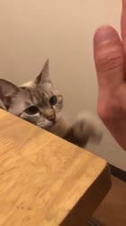 15909895942470.mp4
