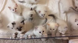 15706809726740.webm