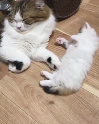 15723758133610.mp4