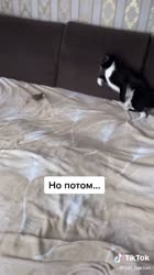 кошачья мята.mp4