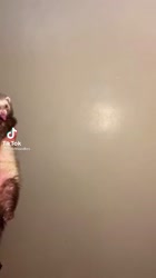 1491079505541.mp4