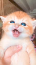1621021341195.webm