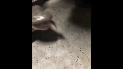 15916507003860.webm