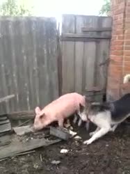 16217673944060.mp4