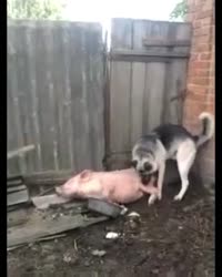 айдонтандестенд.mp4