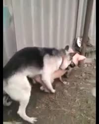 айдонтандестенд.mp4