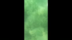 16200594026260.mp4