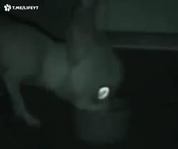832476434667565.mp4